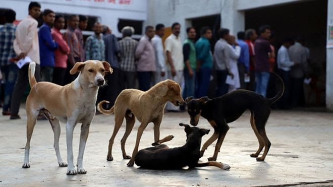 News Photo 1 - India - Otta Nottathil - 5720202dog