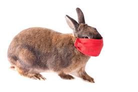 News Photo 1 - Europe - Otta Nottathil - 20220218rabbit