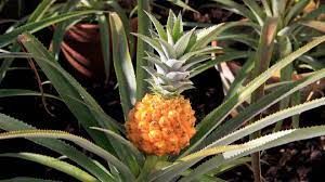 News Photo 1 - U.K. - Finance - 111220225pineapple
